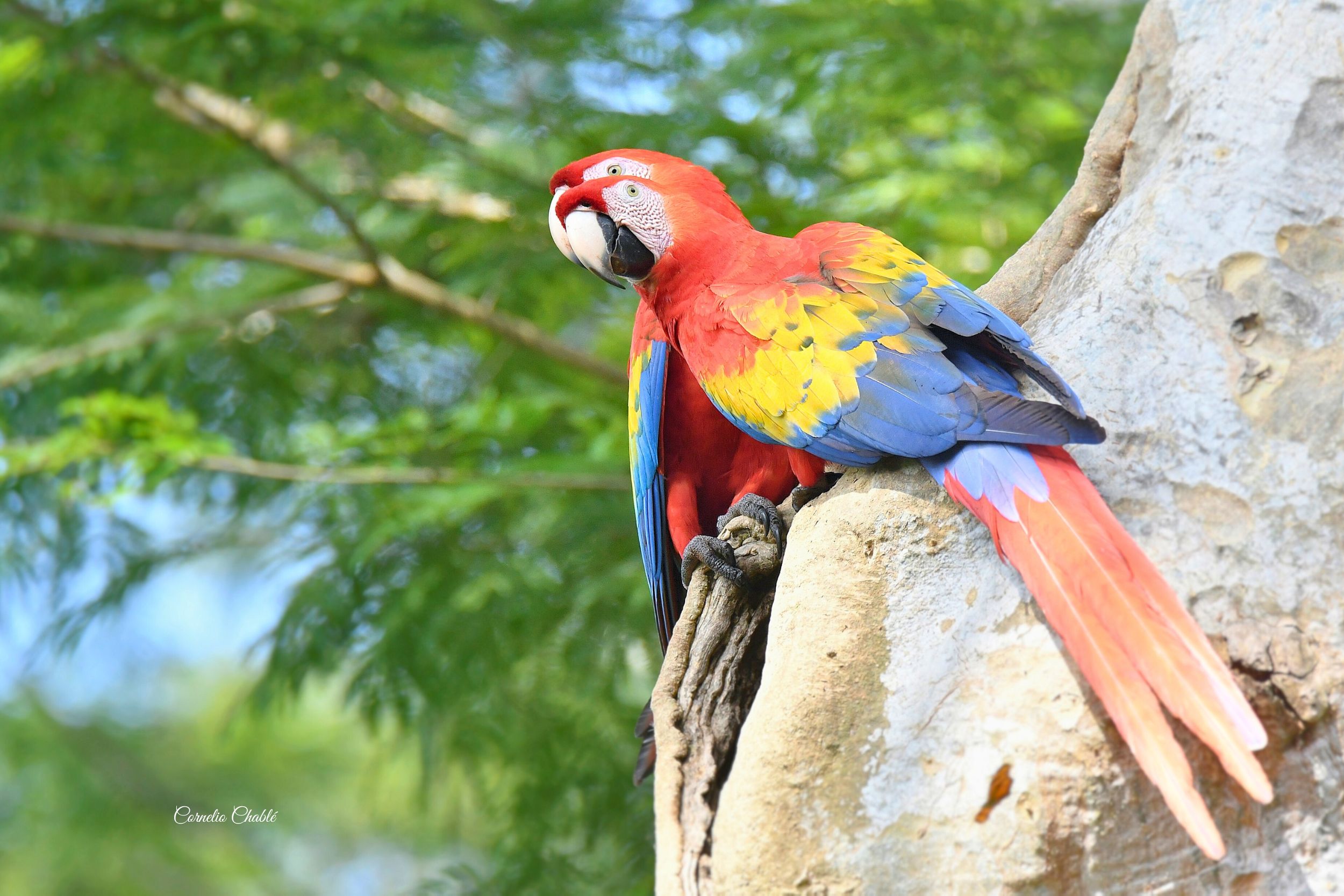 Vive una experiencia de aviturismo inolvidable en uno de los destinos más biodiversos de Mesoamérica